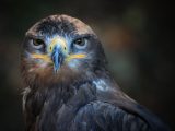 Falcon