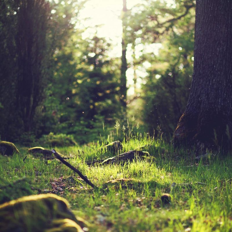 Forest