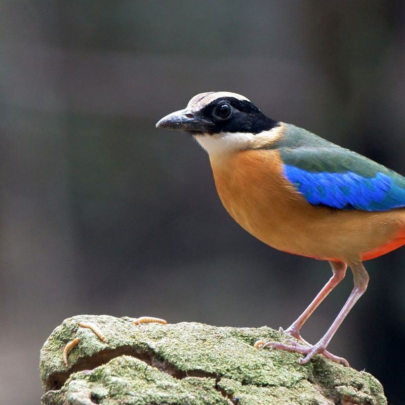 Colorful Bird