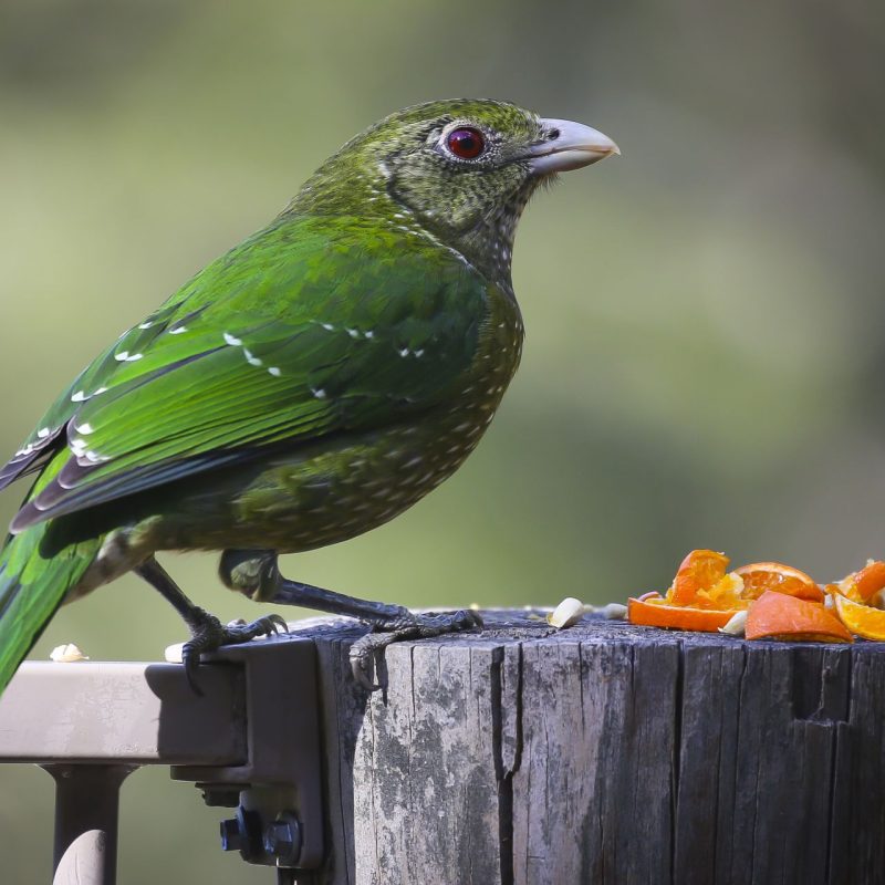 Green Bird
