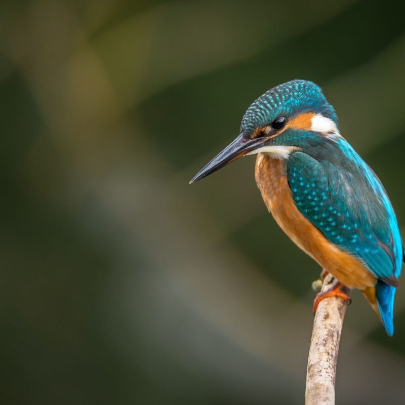 Kingfisher
